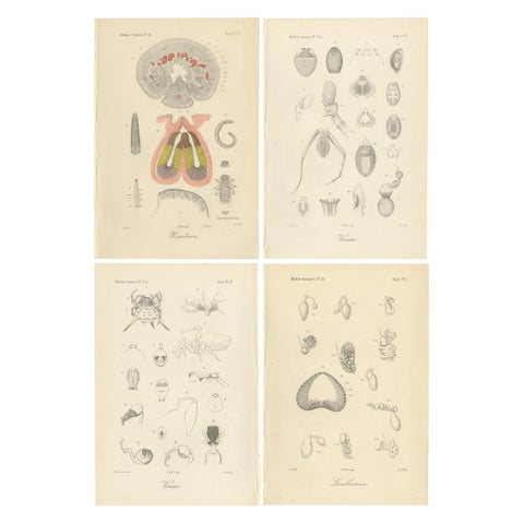 Antique Scientific Plates of Leeches, Worms, Spiders & Microscopic Anatomy, 1887