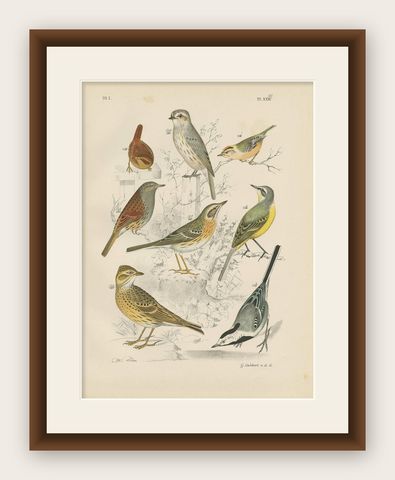 Antique Bird Print of the Lark, Winter Wren, Goldcrest and Yellow Wagtail (1886), shown framed