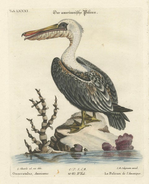 Hand-Colored Engraving of the American Pelican by Seligman, c.1770, close-up 4