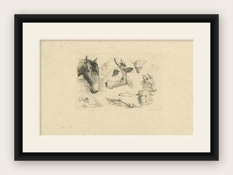 Detailed Etching of Horse, Cow, Goat, and Sheep Heads by Oberman, 1809, shown framed
