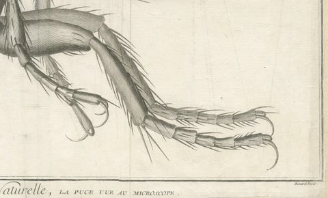 Large Folding Engraving of a Flea Seen Under the Microscope by Diderot, ca.1770, close-up 3