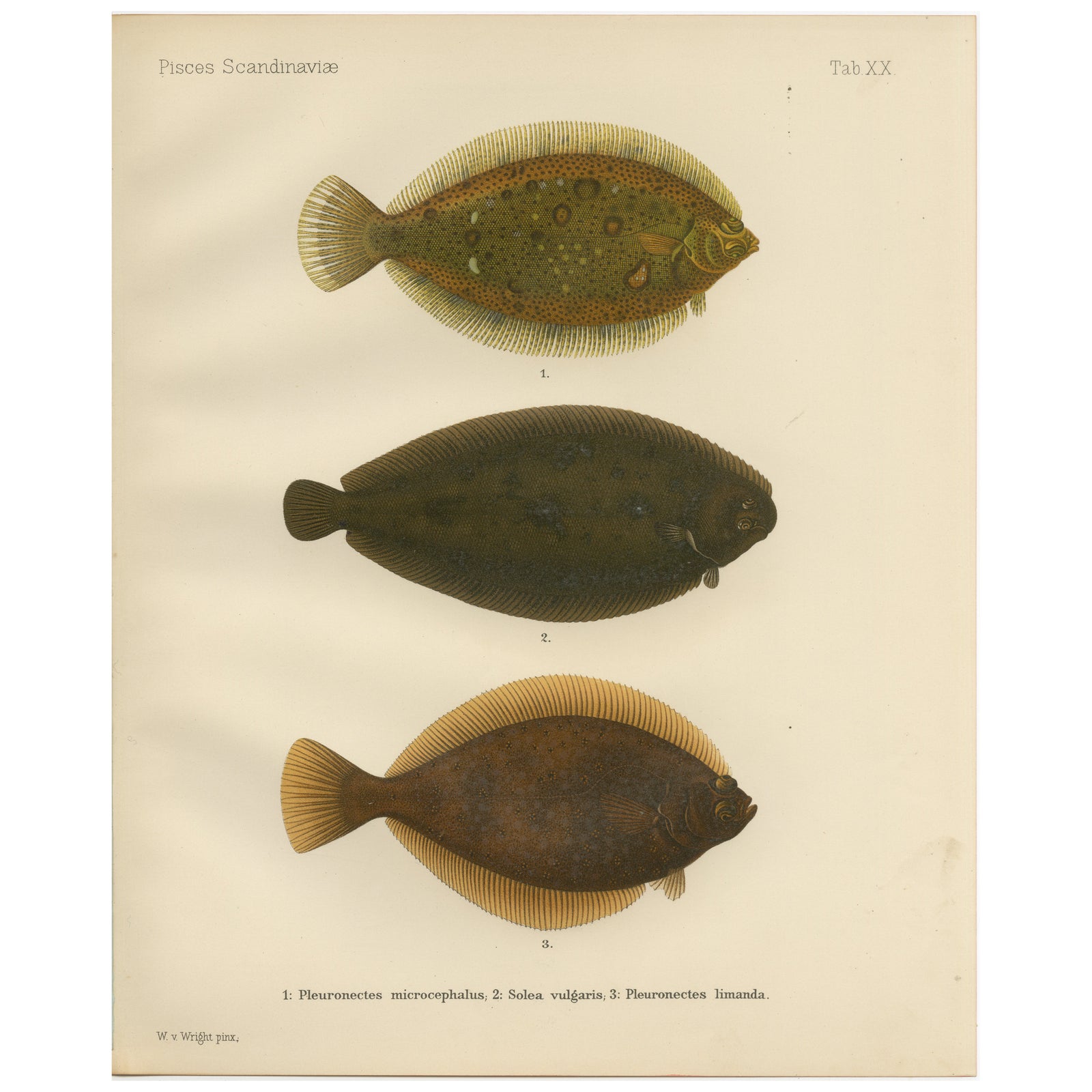 Flounder, Common Sole and Dab - Stunning Scandinavian Flatfish Lithograph, 1895