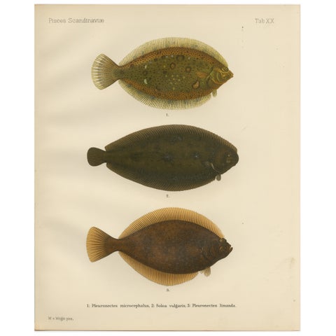 Flounder, Common Sole and Dab - Stunning Scandinavian Flatfish Lithograph, 1895
