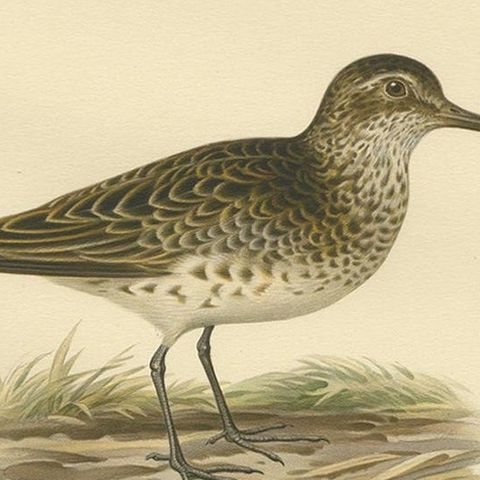 Antique Bird Print of the Broad-Billed Sandpiper, 'Male' by Von Wright '1929', close-up 2