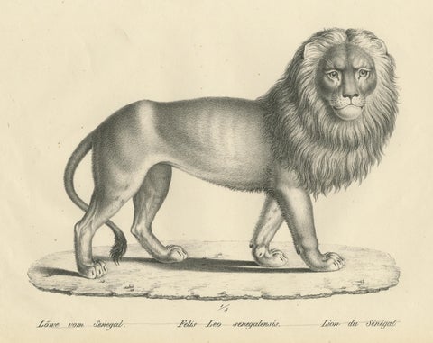 Original Antique Print of a Senegal Lion by Brodtmann, circa1830, view 3
