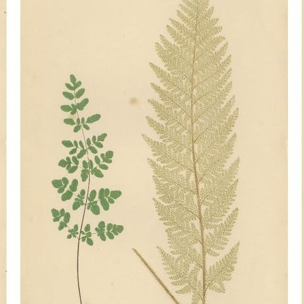 Victorian Fern Botanical Prints, Exotic Decorative Plant Studies Set 1856, close-up 2