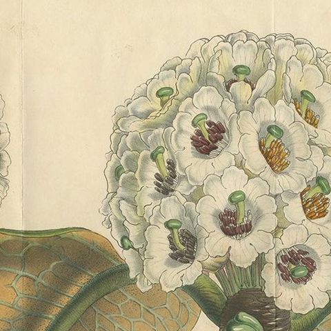 Large Antique Botany Print of The Falconer Rhododendron by Van Houtte, 1849, close-up 1