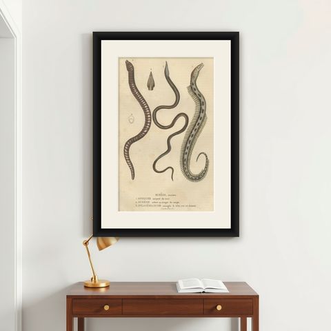 Aquatic Elegance: Brittle Star, Zebra Moray Eel, and Blind Cave Eel, 1845, shown framed on a wall