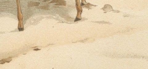 Dorcas Gazelle, Antique Desert Antelope Chromolithograph, 1894, view 9