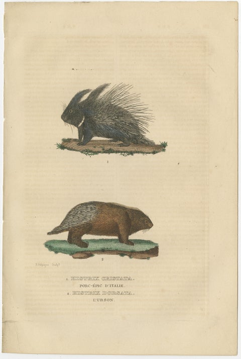 Antique Engraving of Crested Porcupine and North American Porcupine, ca.1825, view 2