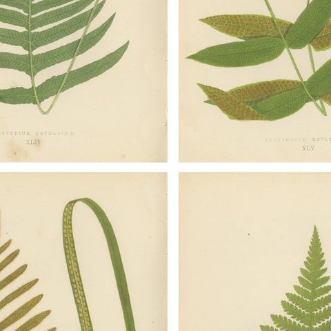 Antique Botanical Fern Prints, Polypodium Studies Decorative Set Lowe 1856, close-up 2