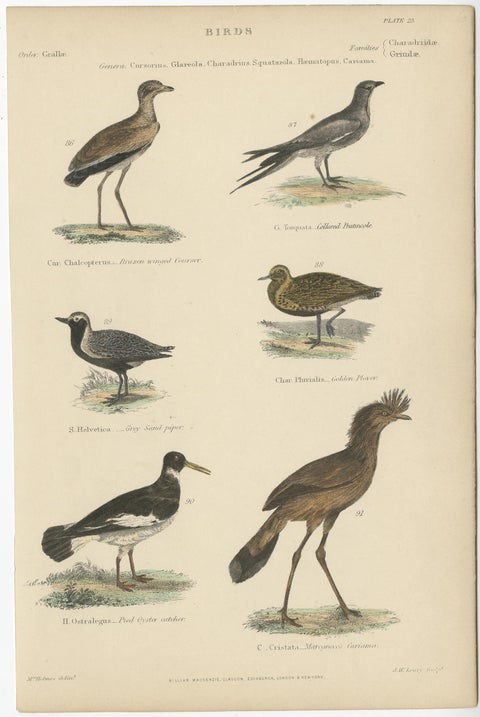 Old Print of a Courser, Collared Pratincole, Sandpiper, Plover, Cariama, c.1860, view 2