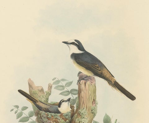 Antique Bird Print of the Swinhoe's Minivet by Gould, circa 1850, view 3