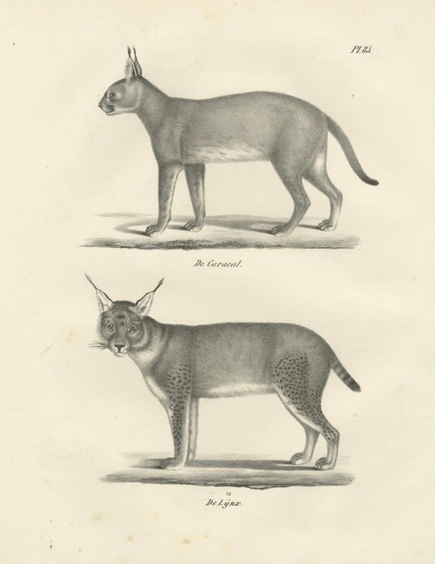 19th-Century Lithograph of the Caracal and Lynx in Striking Profiles, close-up 5