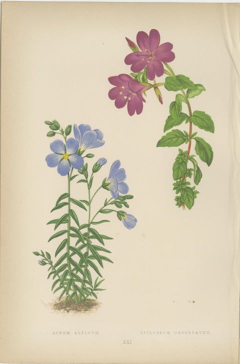Victorian Triptych of Alpine Flowers from Alpine Plants by David Wooster 1874, view 4