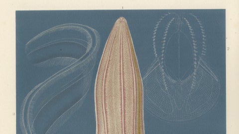 Ctenophores (Comb Jellies), Marine Invertebrates, Royal Natural History, 1896, close-up 1