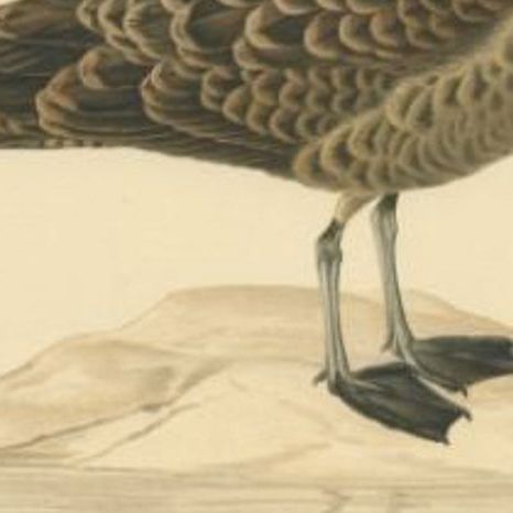 Antique Bird Print of the Parasitic Jaeger, 1929, close-up 2