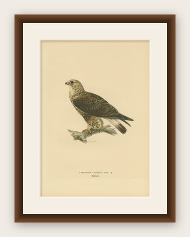 Antique Bird Print of the Rough-Legged Hawk by Von Wright '1917', shown framed