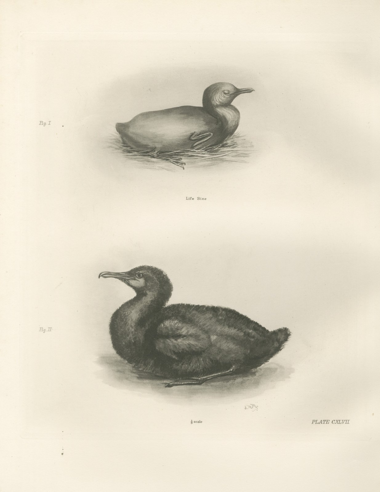 Newly Hatched and Downy Young of the Cormorant or Shag after Medland, c. 1909