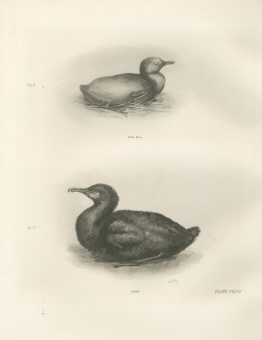 Newly Hatched and Downy Young of the Cormorant or Shag after Medland, c. 1909