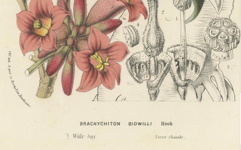 Botanical Illustration of Little Kurrajong: Brachychiton Bidwillii, c.1855, close-up 2