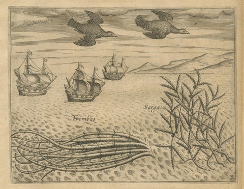 Pair of De Bry Engravings of Birds, Fish & Sea Plants en Route to India, c.1598, close-up 1