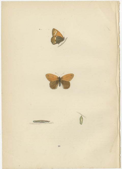 Whispers of Wings: A Butterfly Triptych Collage, 1890, view 3