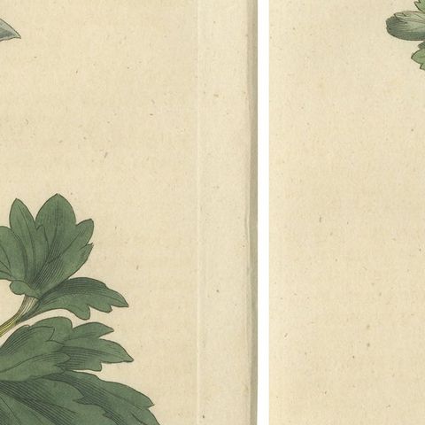 Set of 2 Antique Botany Prints - Solid Rooted and Hollow Rooted Fumitory, close-up 2