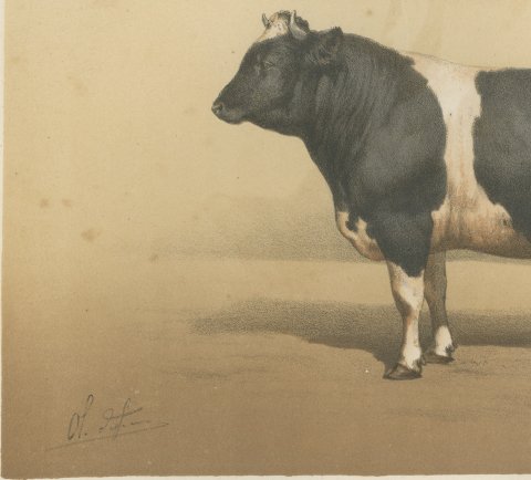 Breton Bull, French Cattle Breed, Antique Chromolithograph by Borie, 1863, close-up 2