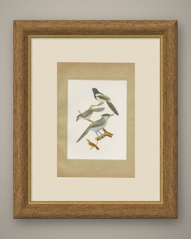 Cuckoos and Anis, Brazilian Bird Print, Descourtilz, 1944, shown framed