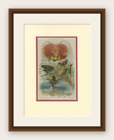1894 Chromolithograph of Birds of Paradise, A Historical Interpretation, shown framed
