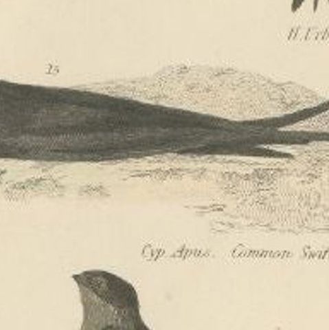 Antique Bird Print of the House Martin and Other Birds. ca.1860, close-up 2