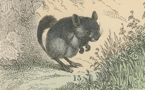 Rodents & Small Mammals Print: Beaver, Squirrel, Porcupine, Antique 1867, close-up 4