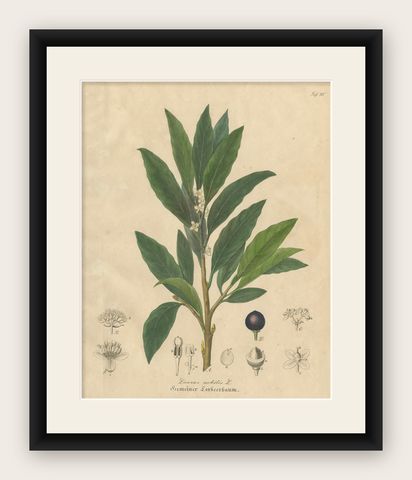 Antique Bay Laurel Botanical Print, Laurus Nobilis, Hand Colored, c.1831, shown framed