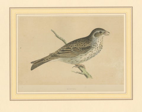 Antique Bird Print of a Bunting, view 3