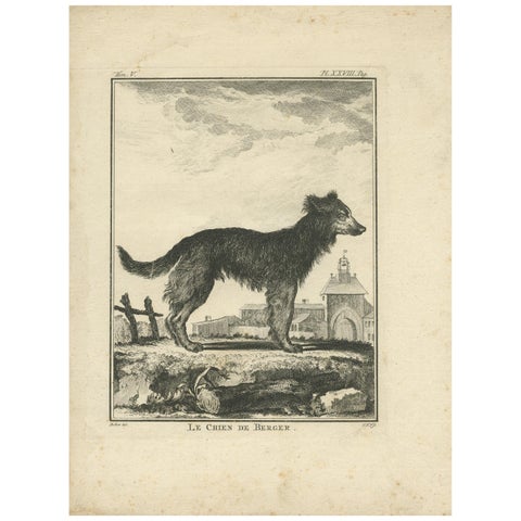 Antique Print of a Sheepdog by De Seve, c.1780