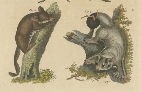 Antique Print of Didelphis species 'Opossum', Flying Squirrel and More, close-up 3