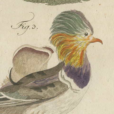 Kingfisher and Mandarin Duck, Antique Bertuch Print, Vienna, circa 1805, close-up 4