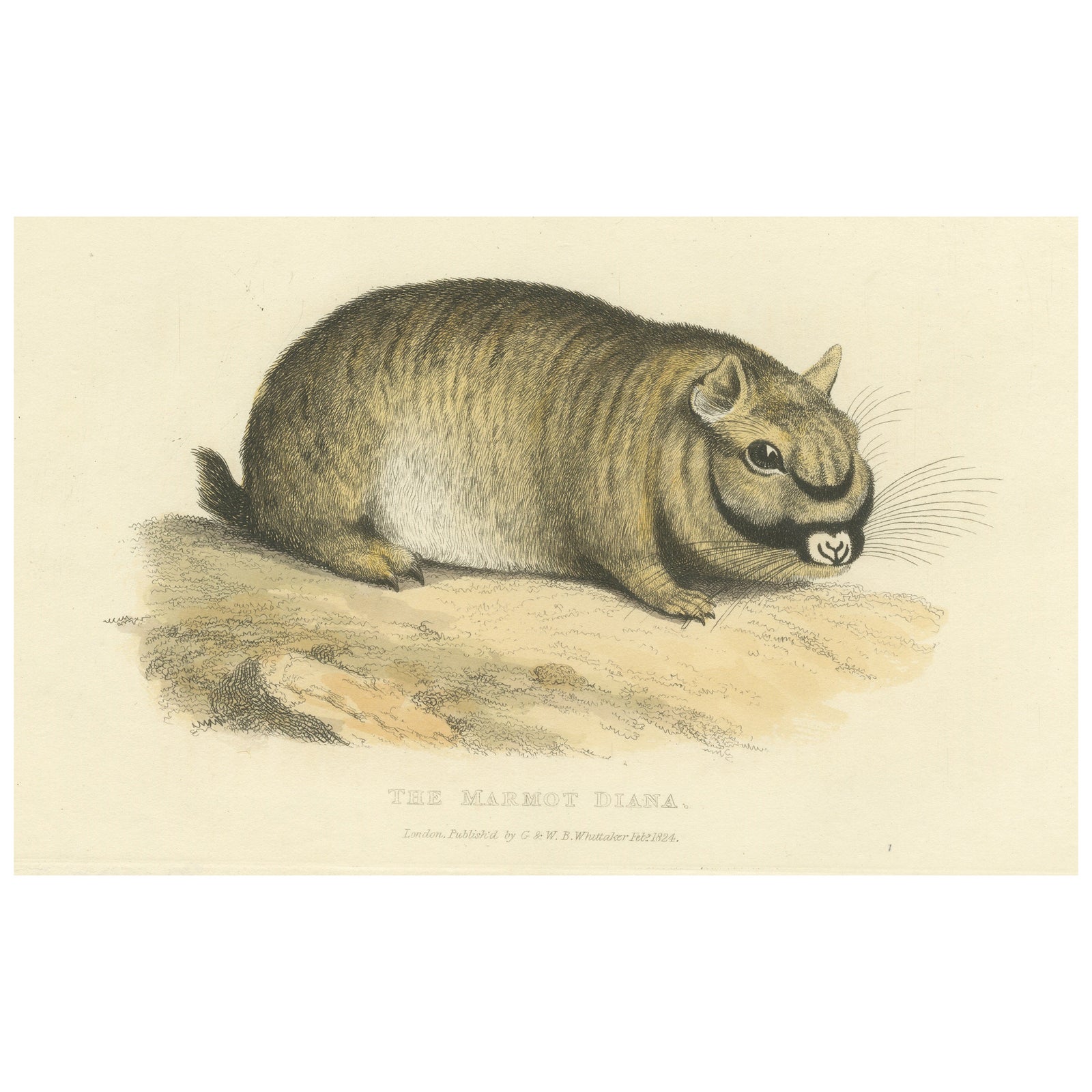 Original Antique Print of Marmot Diana, an unknown variety of a Groundhog, 1824