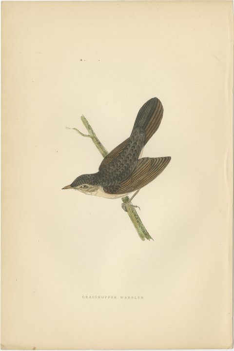 Grasshopper Warbler with Spread Wings on a Twig, Morris Print, 1896, view 2