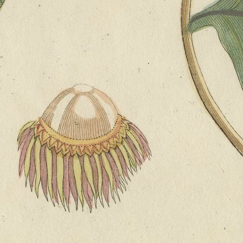 Rambutan Tropical Fruit Branch, Antique Bertuch Print, circa 1810, close-up 5