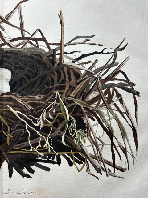 Western Marsh Harrier Nest, Antique Double-Page Engraving, Nozeman & Sepp 1770, view 5
