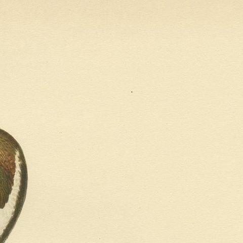 Antique Bird Print of the Northern Pintail by Von Wright '1929', close-up 1
