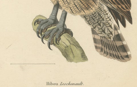 19th Century Ornithological Illustration of the Leschenault's Owl, 1838, close-up 1
