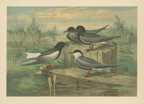 Antique Bird Print of Black Terns in Marsh Landscape, 19th Century, close-up 5