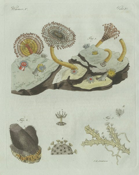 Original Antique Print of Marine Worms and Polyps by Bertuch, 1805, close-up 1