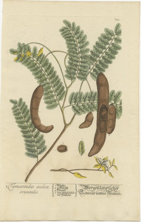 Antique Botanical Print of a Tamarind Tree, view 2