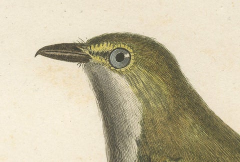 Large Antique Vireo Bird Illustration - 1807 Vieillot Handcolored Print, close-up 1