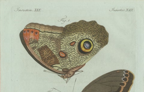 Original Antique Print of Two Exotic Butterflies by Bertuch, c. 1800, close-up 2