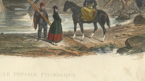 Le Physale Cylindrique (Sperm Whale), Hand-Colored Engraving, 1840, close-up 4